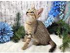Soose Ramirez Domestic Shorthair Kitten Male