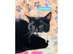 Checkers Domestic Shorthair Kitten Female