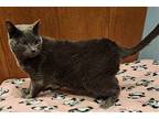 Ashlin Domestic Shorthair Kitten Female