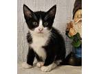 Loki Domestic Shorthair Kitten Male