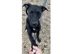 Pongo Labrador Retriever Young Male