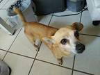 Matilda Dachshund Adult Female