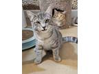 Magnus Domestic Shorthair Kitten Male
