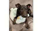 Tank Lily Labrador Retriever Puppy Male