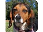 Cowboy Beagle Adult Male