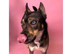Frankie German Shepherd Dog Adult Female