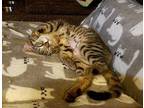 Georgie Domestic Shorthair Kitten Female