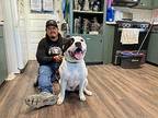 Bubba American Staffordshire Terrier Adult Male