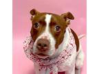 Sage Boxer Adult Female
