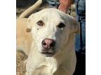 Brennon Labrador Retriever Puppy Female