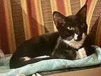 ZigZag American Shorthair Kitten Female