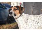 Lolli Hound (Unknown Type) Young Female