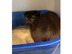 Wyatt Domestic Shorthair Young Male