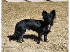 Bogie Dachshund Young Male