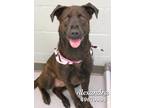 Alexandra Labrador Retriever Adult Female