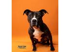 Lavender American Pit Bull Terrier Adult Female