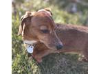 Harlei Dachshund Adult Female