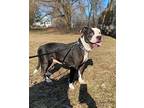 Zippy American Staffordshire Terrier Adult Female