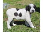Shasta St. Bernard Puppy Female