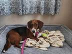 Betsy Basset Hound Young Female