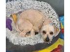 Sully Poodle (Standard) Adult Male