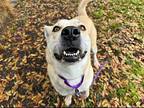 Apple Baby Labrador Retriever Adult Female