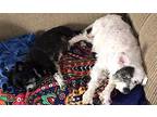Charlie & Patches BONDED Pomeranian Senior Male