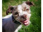 Prince Shih Tzu Young Male