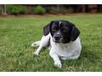Snoopy Cool Dachshund Adult Male