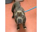 Breezy Bug Senior Female