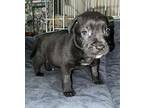 Comet English Bulldog Puppy Female