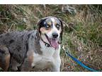 Snoopy Australian Shepherd Adult Male