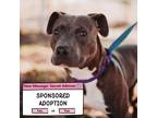 70673a Boyo American Staffordshire Terrier Adult Male