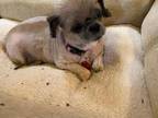 Ming Shih Tzu Adult Female