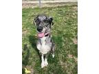 Zeka Great Dane Adult Female