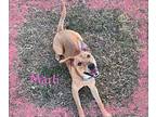 Marli Labrador Retriever Young Female