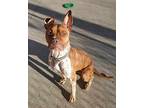 Quiver American Staffordshire Terrier Adult Male