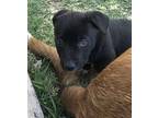 George Dachshund Puppy Male