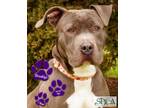 Brooklyn American Pit Bull Terrier Adult Female