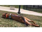 Buck American Staffordshire Terrier Adult Male