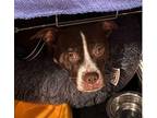 Baby American Pit Bull Terrier Young Female