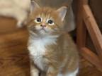 Maine Coon Kittens
