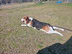 Peanut Hound (Unknown Type) Senior Male