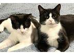 Daiquiri Domestic Shorthair Young Female