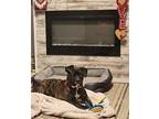 Willia Mae American Pit Bull Terrier Puppy Female