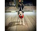 Cardinal Flower Labrador Retriever Puppy Female