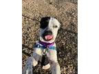 Ella Australian Cattle Dog Young Female