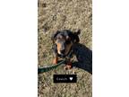 Coach Bloodhound Puppy Male