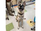 Rocko German Shepherd Dog Adult Male