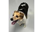 Lizzy Beagle Adult Female